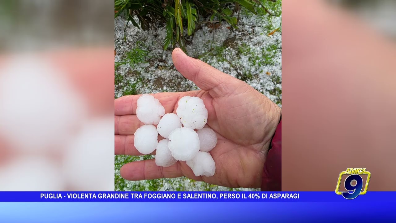 Grandinata nel foggiano e in Salento, danni alle coltivazioni: perso il 40% degli asparagi