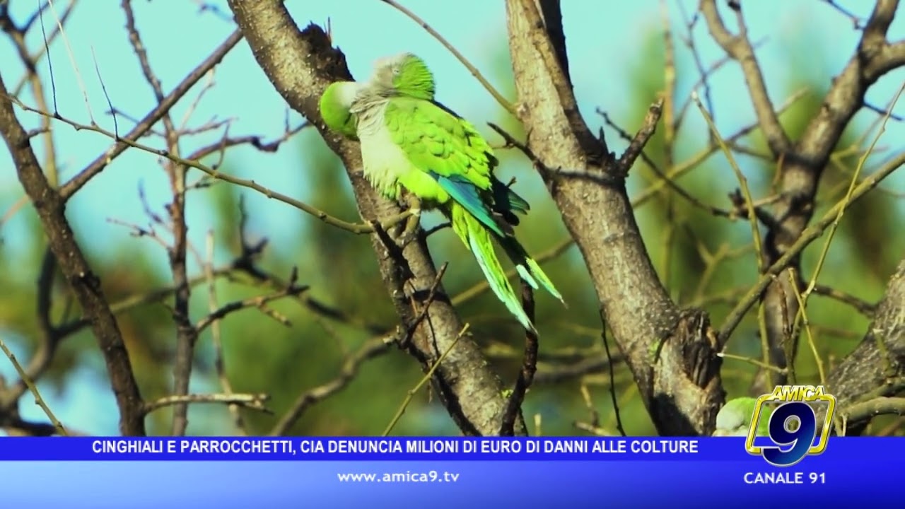Cinghiali e parrocchetti, la Cia denuncia milioni di euro di danni alle colture